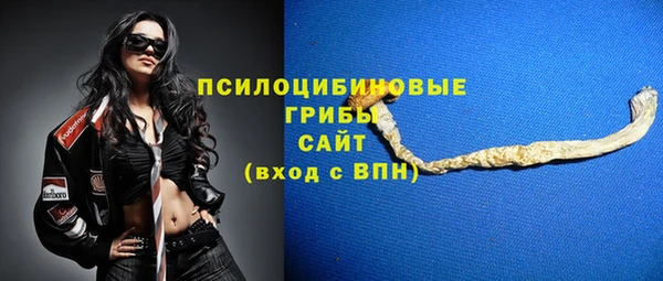прущие грибы Новозыбков