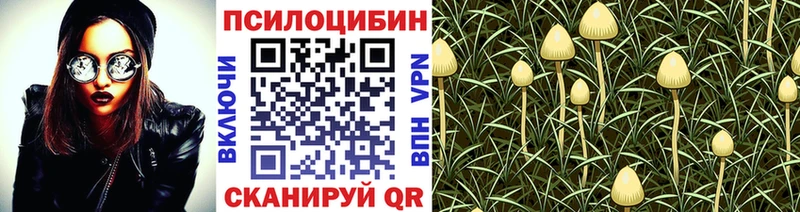 Галлюциногенные грибы Psilocybe  Лысково 